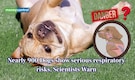 Are Dogs struggling to breathe? Nearly 900 dogs suffer from a hidden disorder, according to study