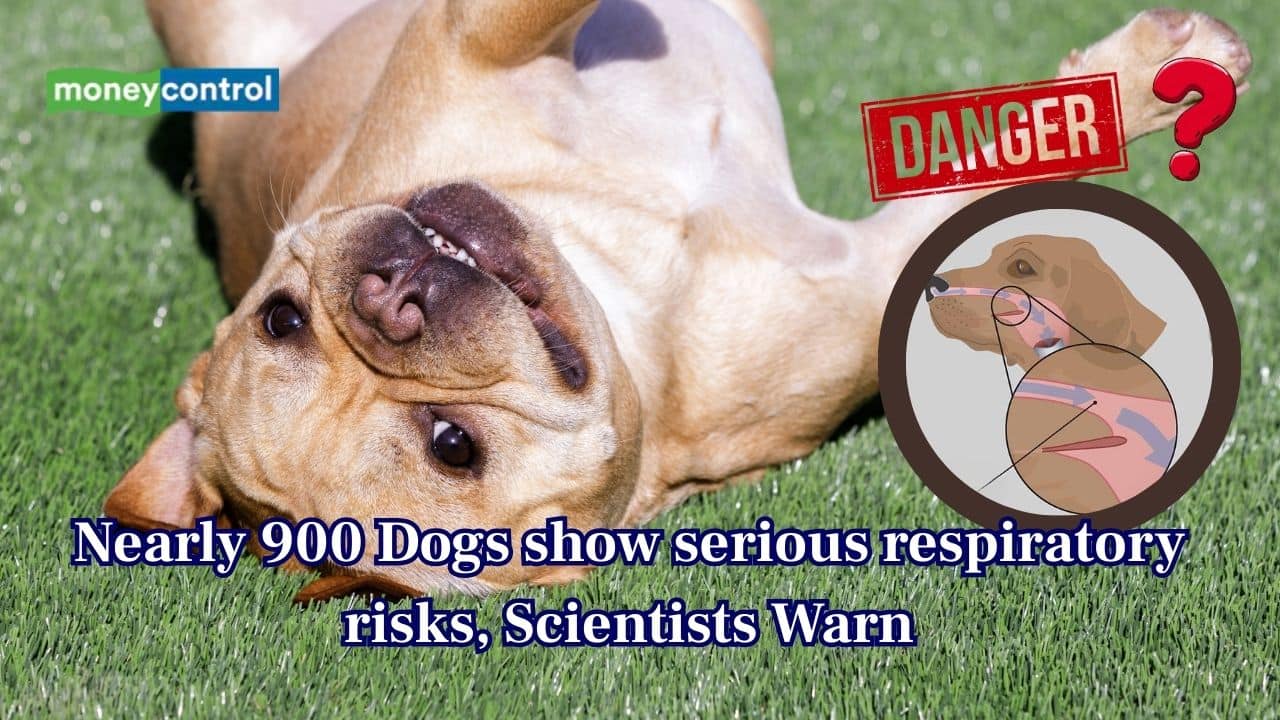 Are Dogs struggling to breathe? Nearly 900 dogs suffer from a hidden disorder, according to study