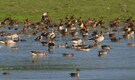 Kaziranga's 7th Waterbird Count: A total of 105,540 waterbirds were recorded, making it a significant census year in Assam's wetlands