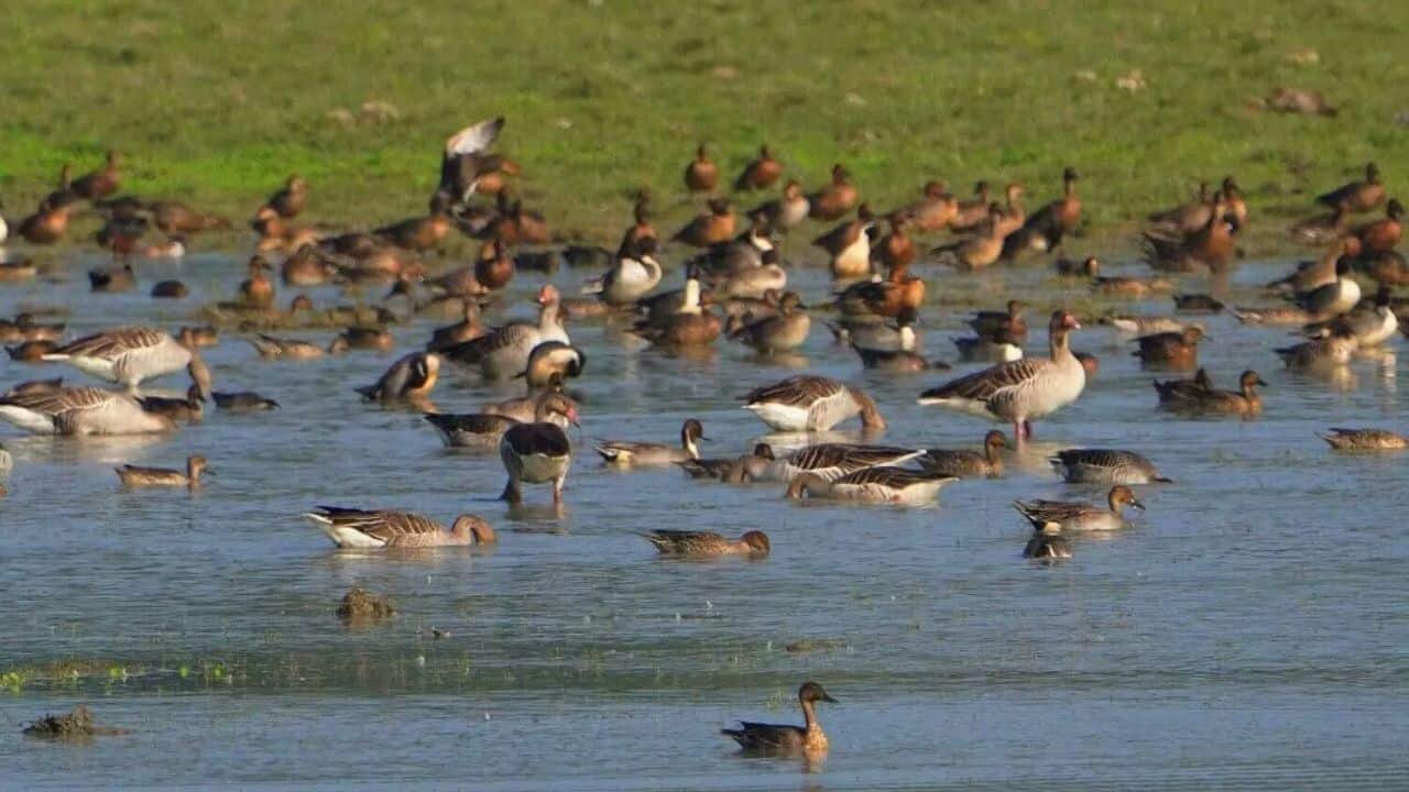 Kaziranga's 7th Waterbird Count: A total of 105,540 waterbirds were recorded, making it a significant census year in Assam's wetlands