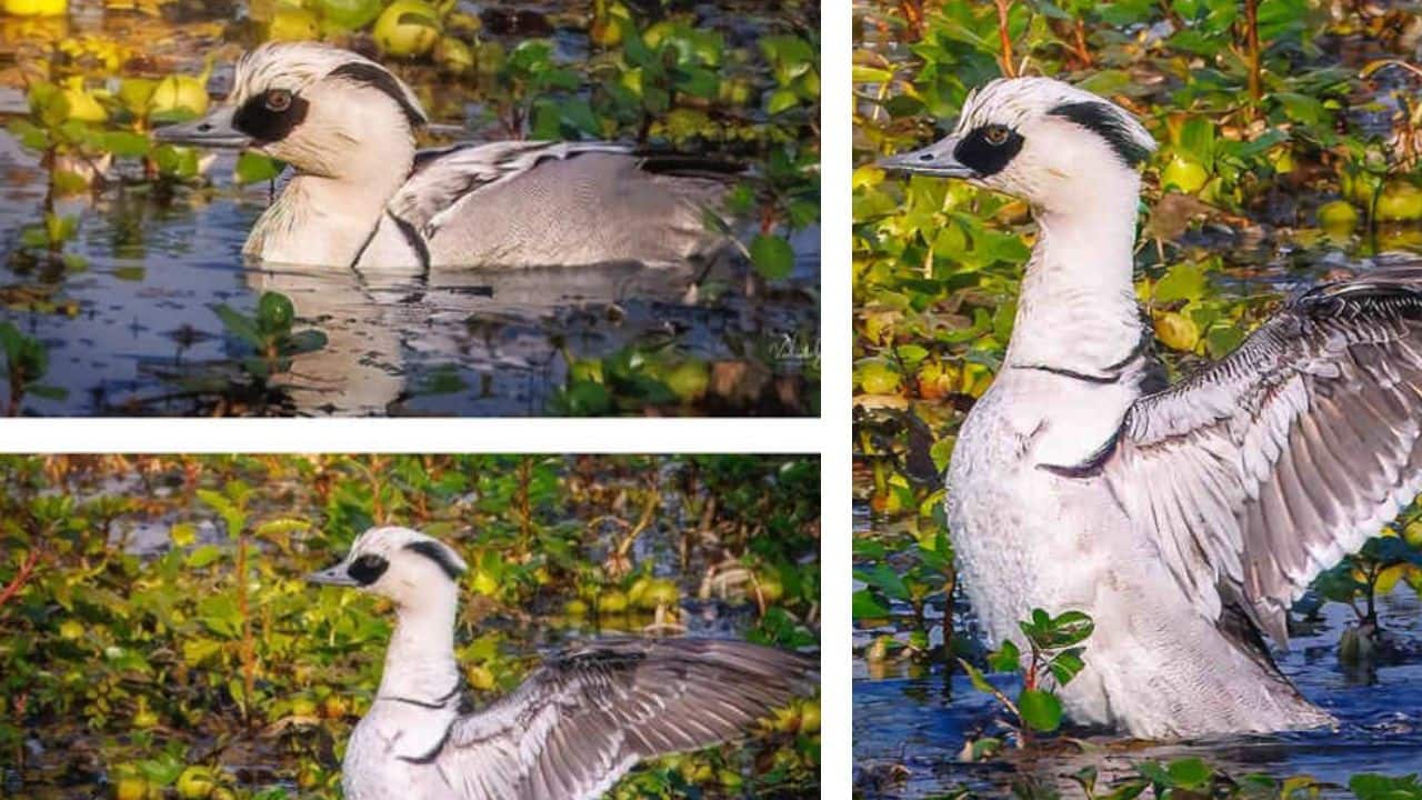 First-Time Ever: A rare sighting of waterbird "Smew" was recorded during the 7th Waterbird Count 2026
