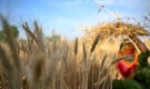 India braces for unusually hot March; wheat, rapeseed crops at risk: Report