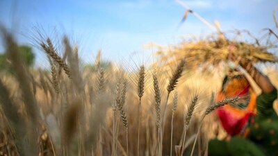 India Faces Unusually Hot March, Wheat & Rapeseed Crops at Risk