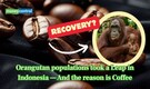 Can "coffee" save Orangutans? Scientists link agroforestry to population rise in Indonesia