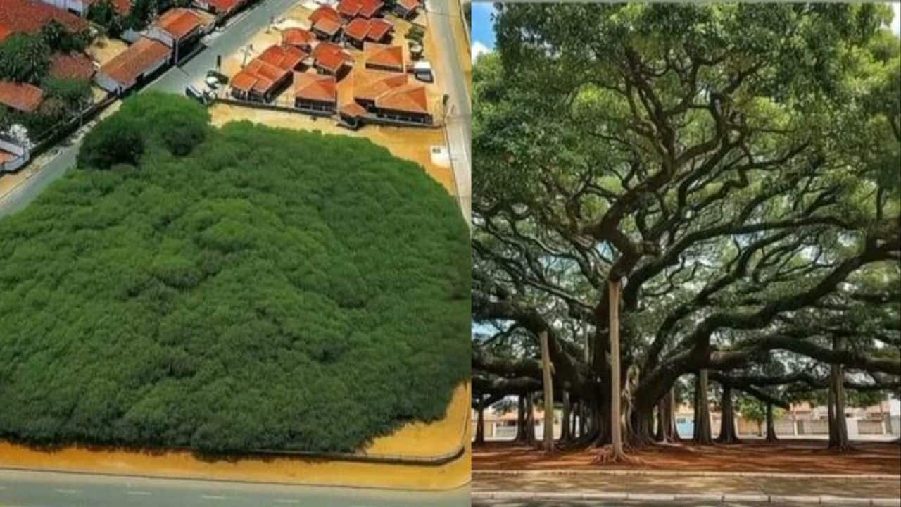 Meet the giant tree that looks like a forest, spanning 8,500 square metres and producing 80,000 fruits
