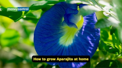 Aparajita, in Sanskrit, means "invincible". Its white or blue flowers are offered to all gods (Image: Canva)