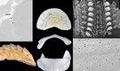 An iron-tongued Mollusk was found 18,045 feet beneath the Pacific—And this is new to science!
