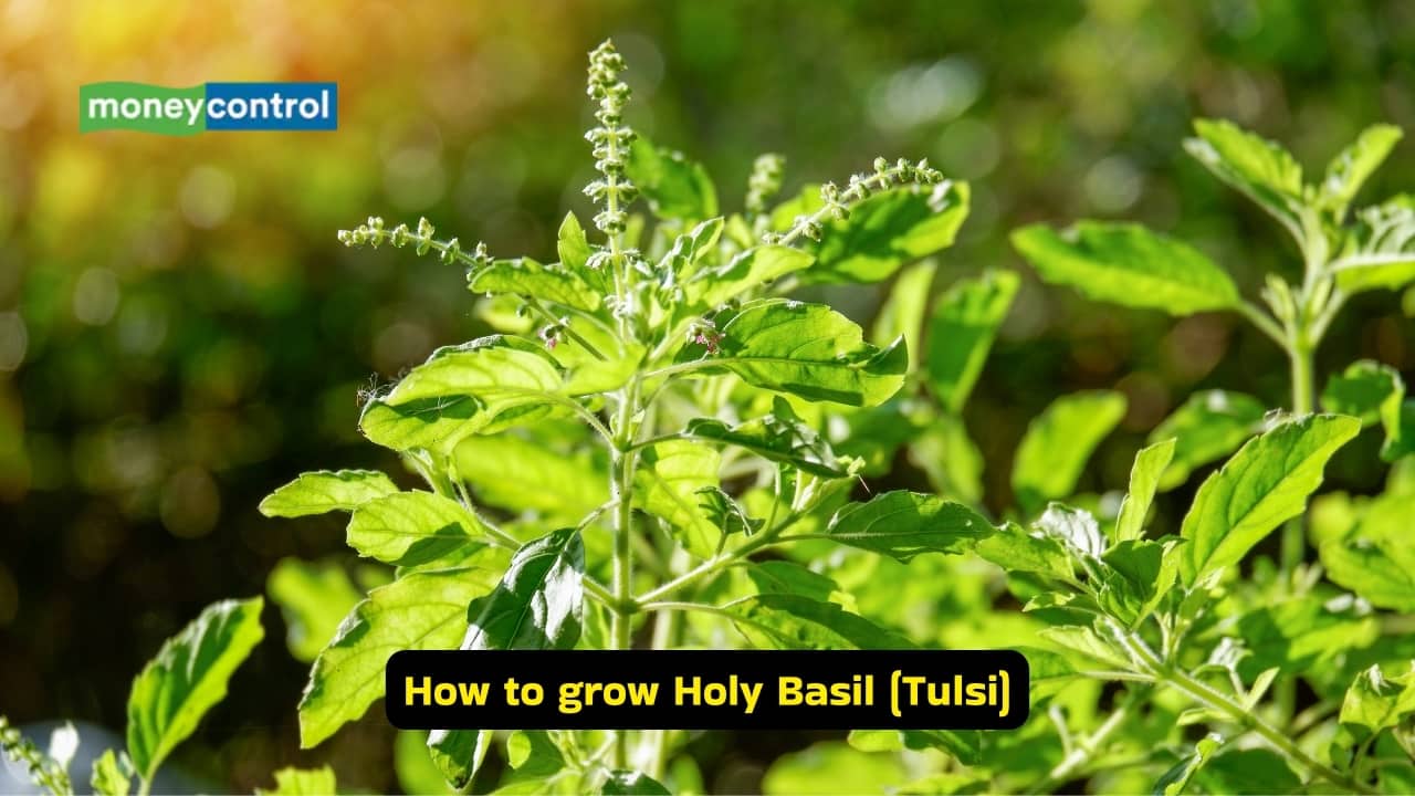 How to grow Holy Basil Tulsi (Image: Canva)