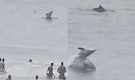 Only in Odisha! Dolphins spotted playfully swimming in Kalinga Sagar Beach| WATCH