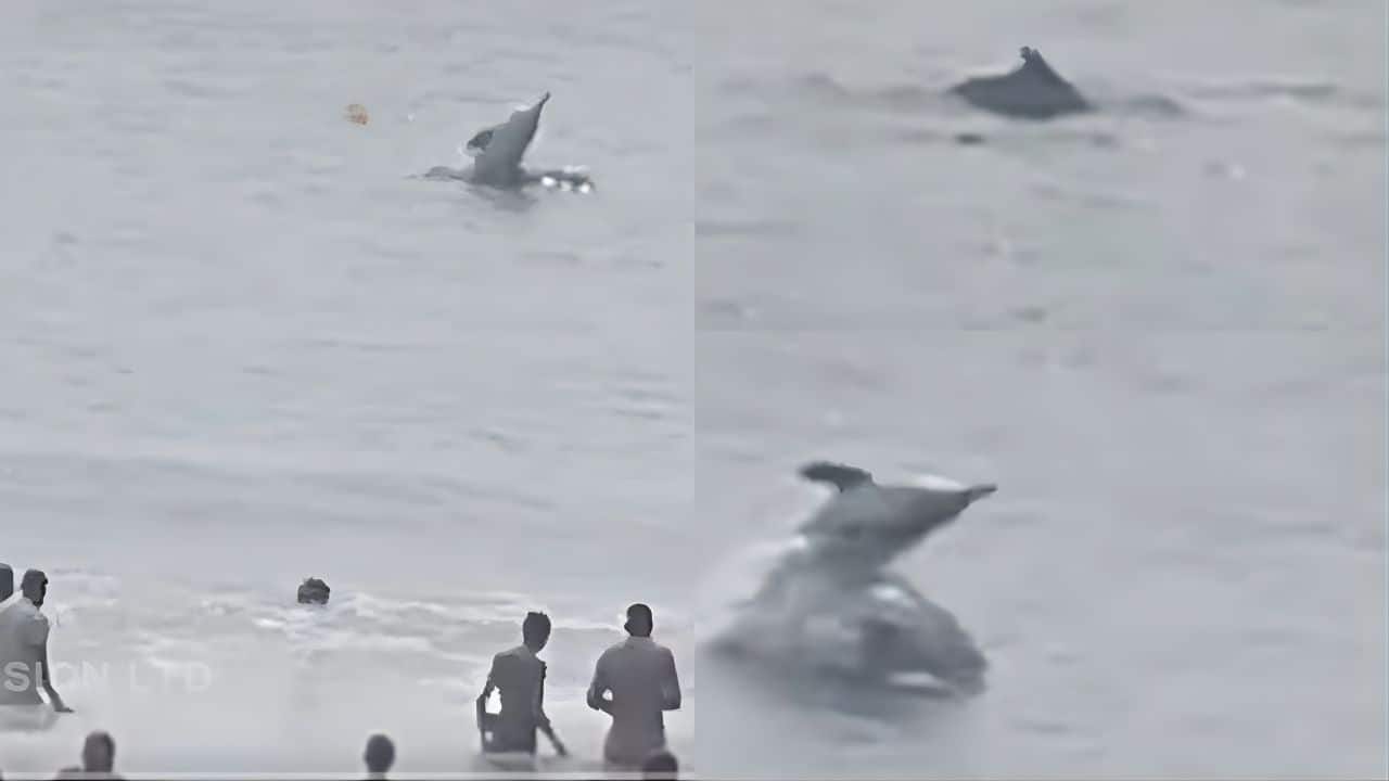 Only in Odisha! Dolphins spotted playfully swimming in Kalinga Sagar Beach| WATCH