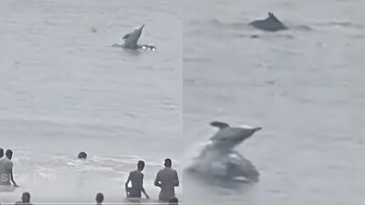 Dolphins seen playing in the waters of Kalinga Sagar in Odisha. (Image: X/@manas_muduli)