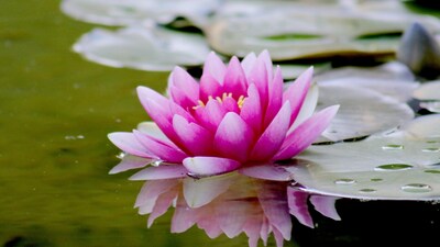 Lotus is associated with Goddess Lakshmi and symbolises abundance, luck, and prosperity (Image: Pexels)