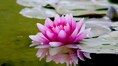 5 flowering plants that bring prosperity and good luck, according to Vastu