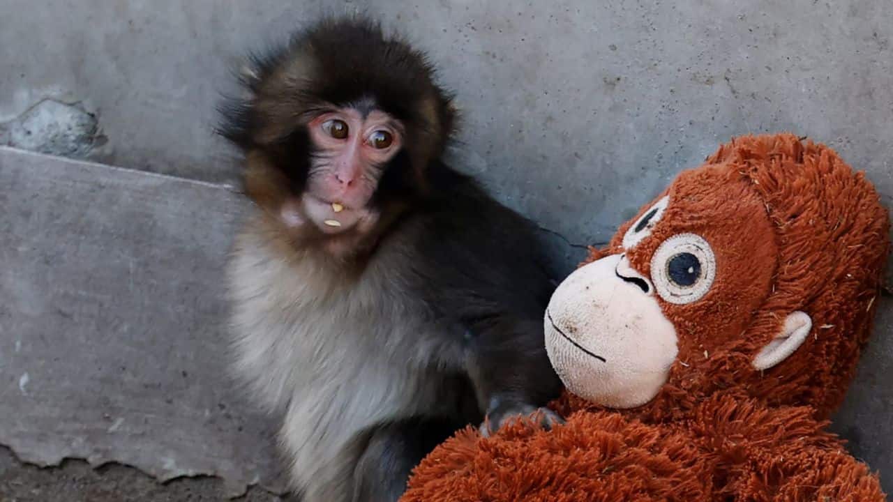 Tate brothers make Rs 2.27 crore offer to buy viral Japanese baby monkey Punch