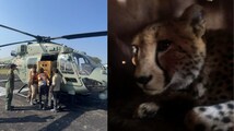 From Africa to India: 9 Cheetahs from Botswana arrived at Kuno, pushing India’s Project Cheetah into a critical phase