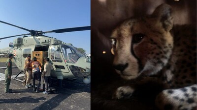 Nine cheetahs from Botswana have been released into Kuno National Park, boosting India’s ambitious Project Cheetah. (Image: X/@CAC_CPRO)
