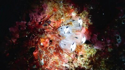 Japan’s coast discovered a panda-like marine creature at 10–20 metres deep. (Image: Naohiro Hasegawa/Hiroshi Kajihara)