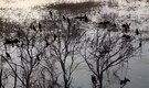 Tamil Nadu turns into "bird haven" as hundreds of Glossy Ibises and Terns gathered in Panjappur Lake | WATCH