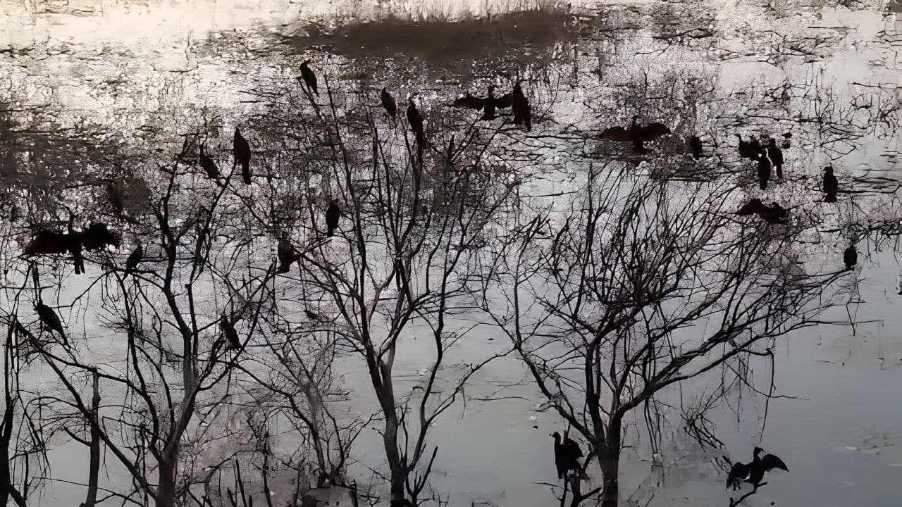 Tamil Nadu turns into "bird haven" as hundreds of Glossy Ibises and Terns gathered in Panjappur Lake | WATCH
