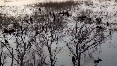 Evening congregations of Glossy Ibises and flocks of terns recorded in Panjappur Lake, Tamil Nadu. (Image: X/@ANI)