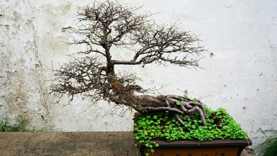 According to Vastu, Bonsai plants represent stunted growth and that's the reason why they are not considered auspicious to be placed at entrance of the house (Image: Pexels)