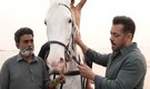Salman Khan’s own horse featured in Battle of Galwan song ‘Main Hoon’ - Watch bts video