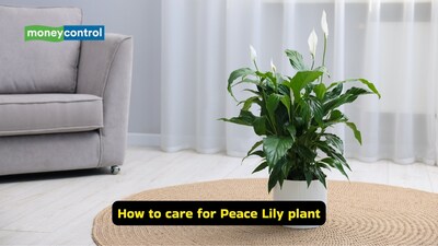 How to care for a peace lily plant: A tropical plant, peace lilies love warmth and humidity. Ensuring there is an ideal amount of it (around 50 per cent) helps (Image: Canva)