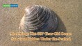 507-year-old sea survivor: An ocean quahog, named “Ming” is the oldest non-colonial animal ever recorded!
