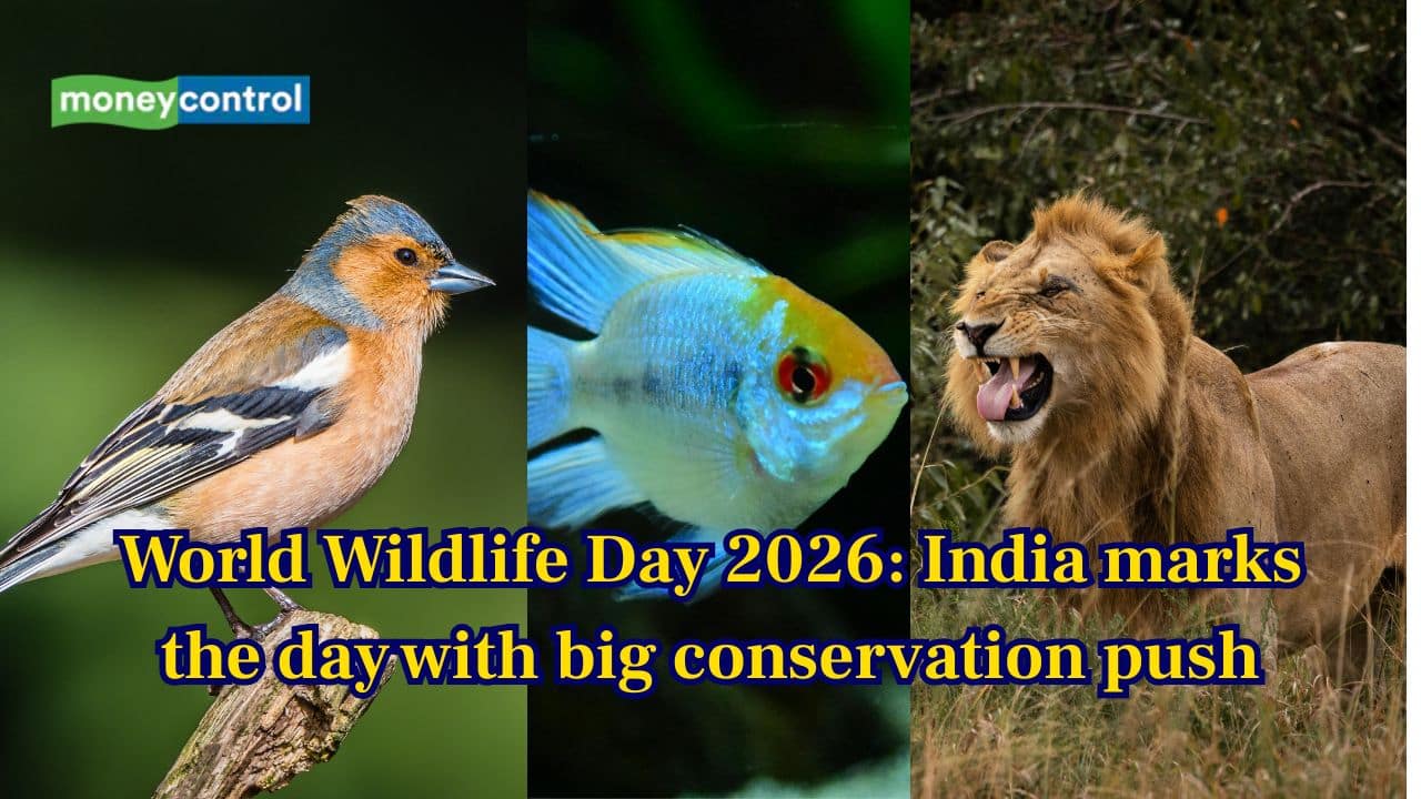 World Wildlife Day 2026: PM Modi calls for stronger action to protect India’s wild heritage