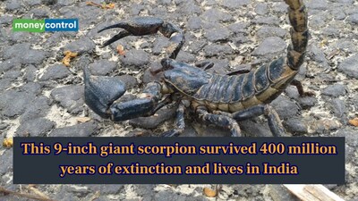 The giant forest scorpion (Gigantometrus swammerdami) is the world’s largest scorpion. (Image: Canva)