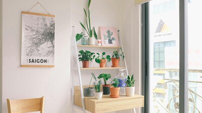 Plants are certainly the easiest way to make a room look better. (Picture: Pexels)