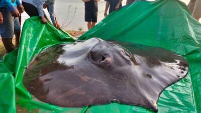 Largest freshwater stingray ever recorded found in Cambodia. (Image: Guinness Book of World Records)