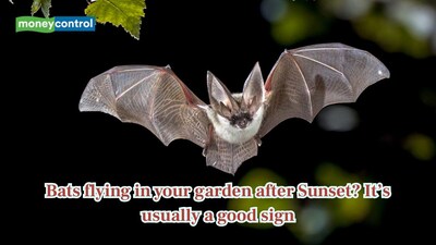 Bats flying around your home at night may signal a healthy ecosystem. (Image: Canva)
