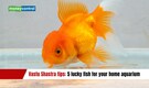 Vastu Shastra tips: 5 lucky fish for your home aquarium