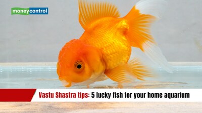 Vastu Shastra tips: 5 lucky fish for your home aquarium (image: canva)