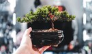 7 most expensive plants in India that make your home garden look luxurious, expensive