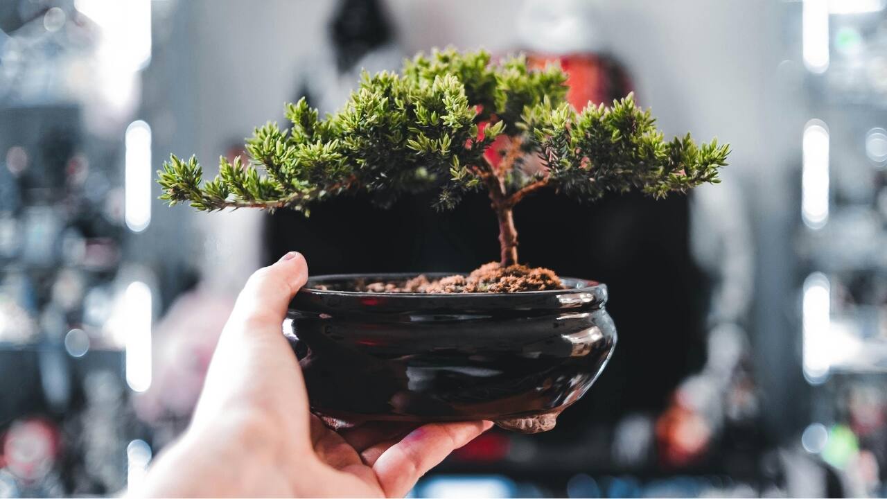 7 most expensive plants in India that make your home garden look luxurious, expensive