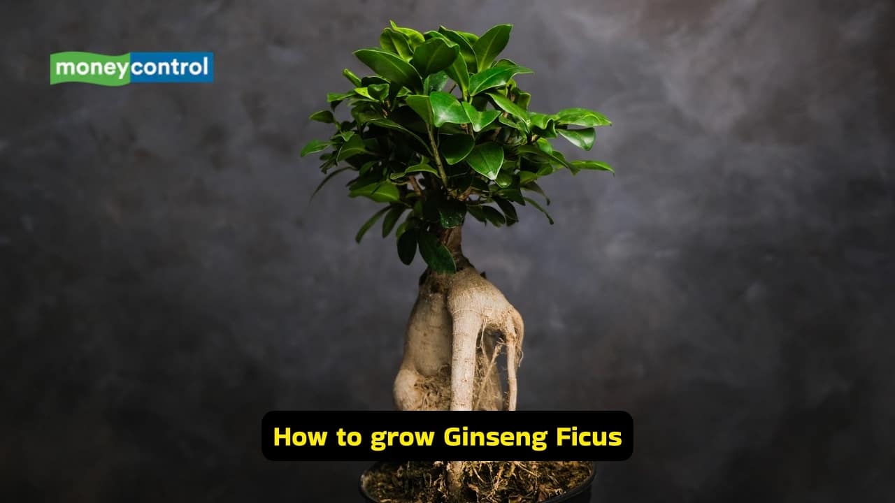 How to grow Ginseng Ficus (Image: Canva)