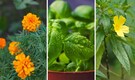 10 plants that help keep snakes away from your garden