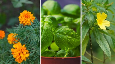 Your garden could be creating the perfect hiding spot for snakes without you realising it. Experts say dense shrubs can offer shelter, but certain plants like lemongrass, basil and marigolds may help deter them naturally. (Pictures: Pexels)