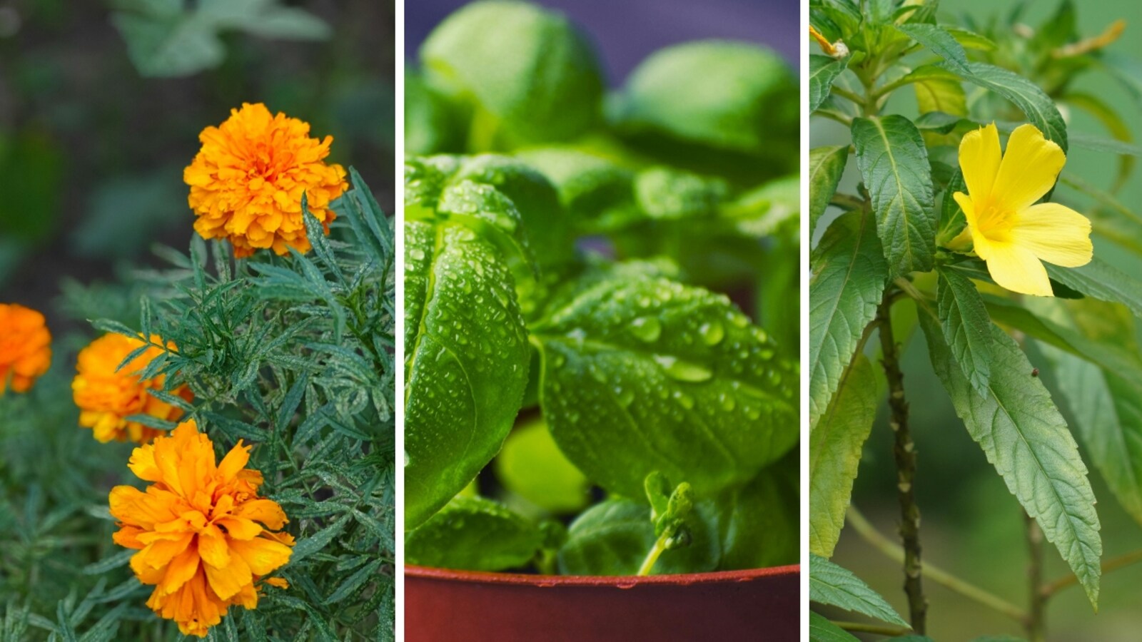 10 plants that help keep snakes away from your garden