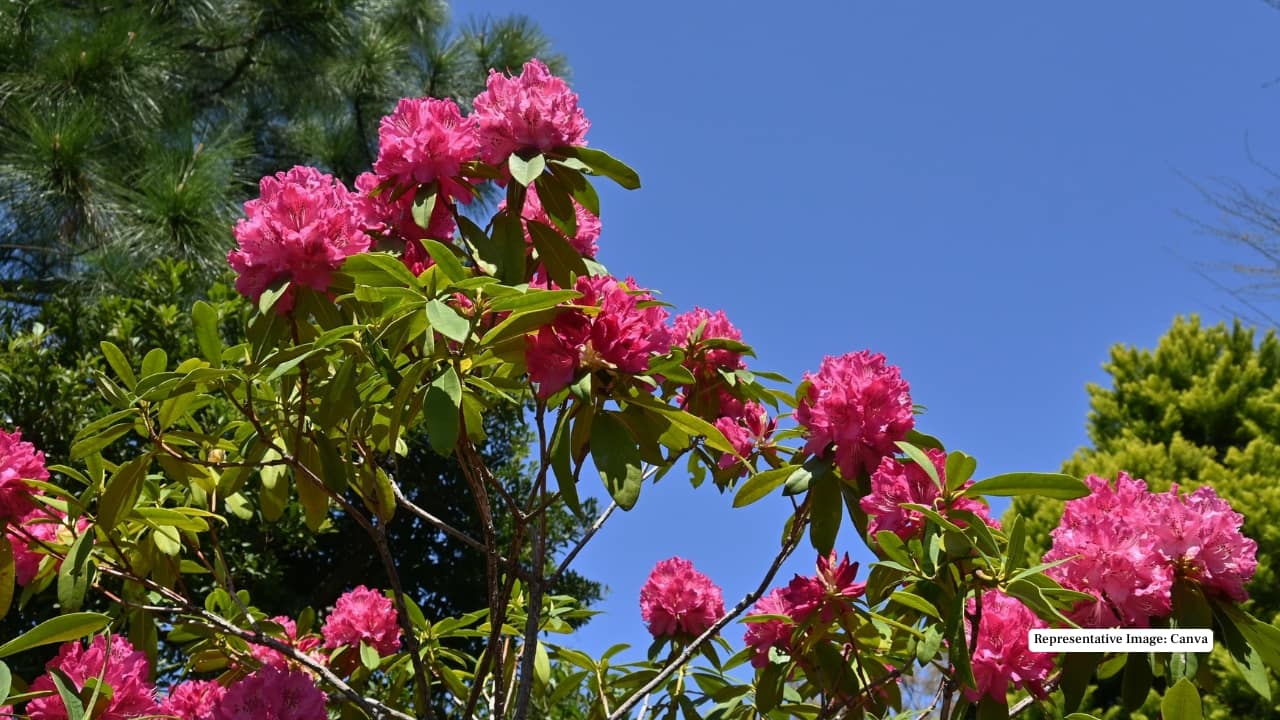 Representative Image: Canva