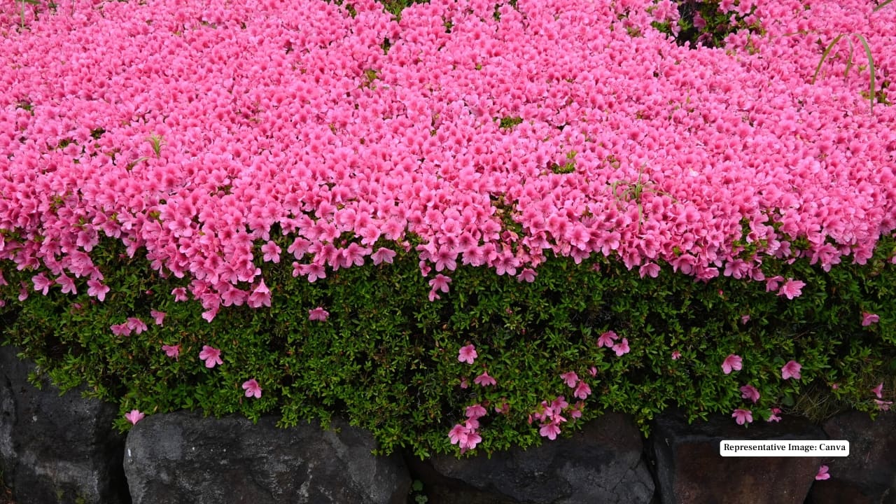 Representative Image: Canva