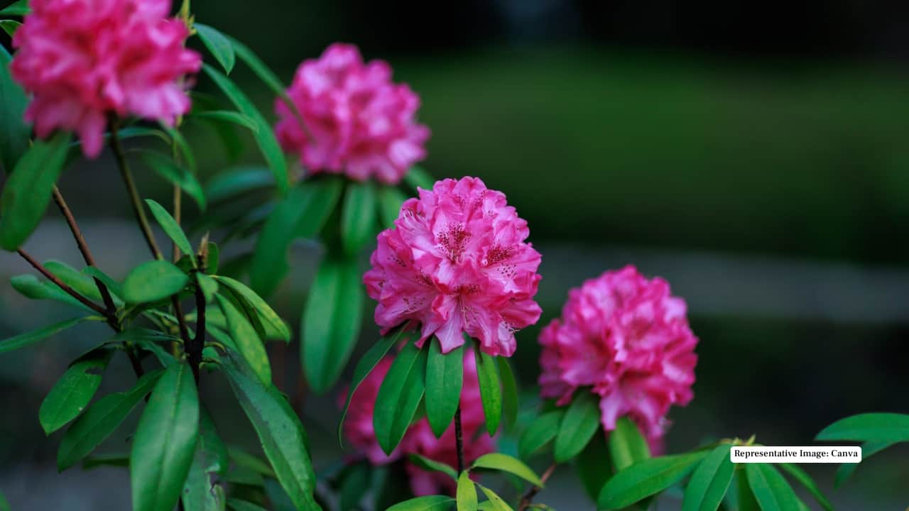 Representative Image: Canva