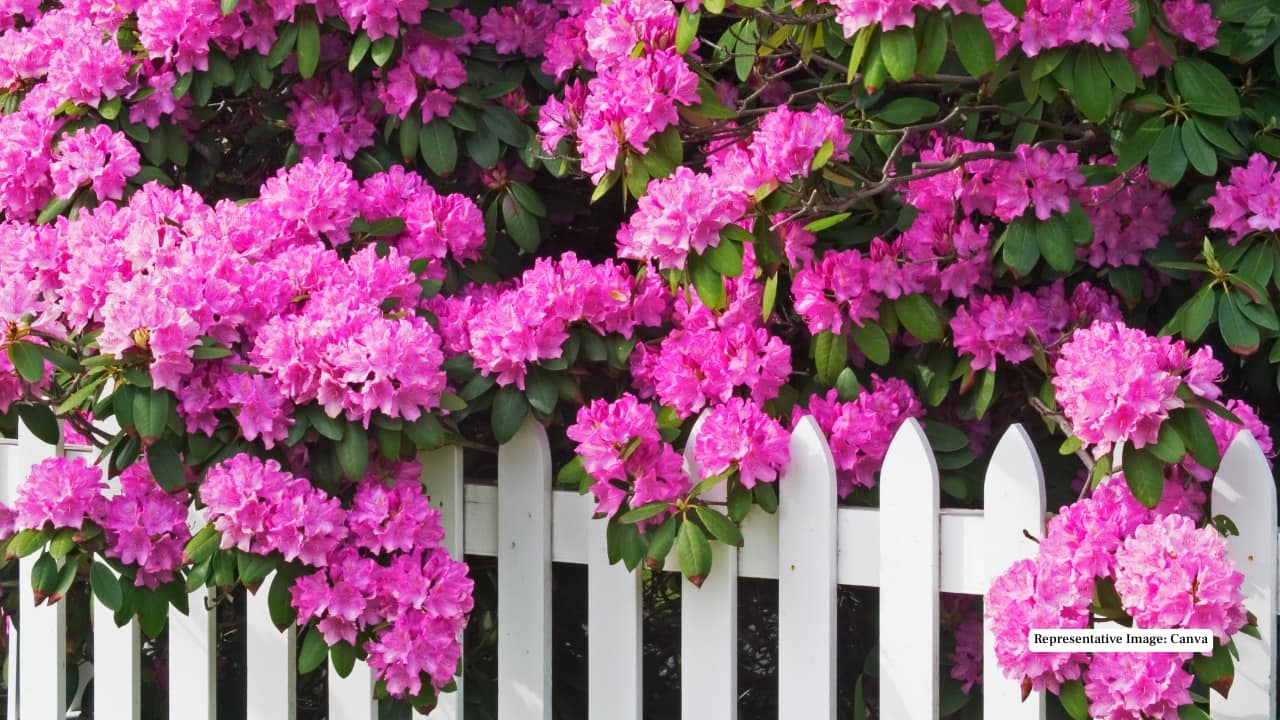 Representative Image: Canva