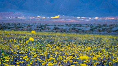 Death Valley Sees Its Biggest Wildflower Bloom Since 2016. (Image: Dr. Elliot McGucken Fine Art Landscape Nature Photography)