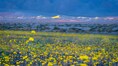 Best 'superbloom' since 2016: Death Valley sees its biggest wildflower bloom after 10 years