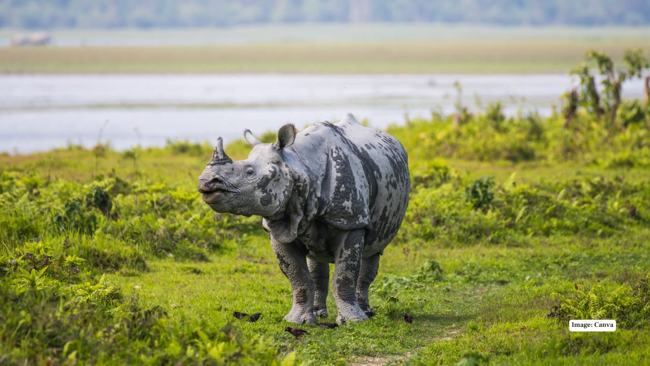 Kaziranga National Park