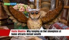 Vastu Shastra: Why keeping an Owl showpiece at home attracts instant wealth