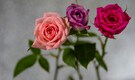 7 Vastu-approved flowers that strengthen your relationship, bring peace and happiness at home